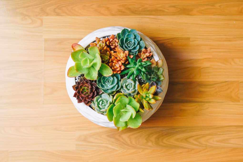 Essential Tips for Thriving Succulents in Your Home