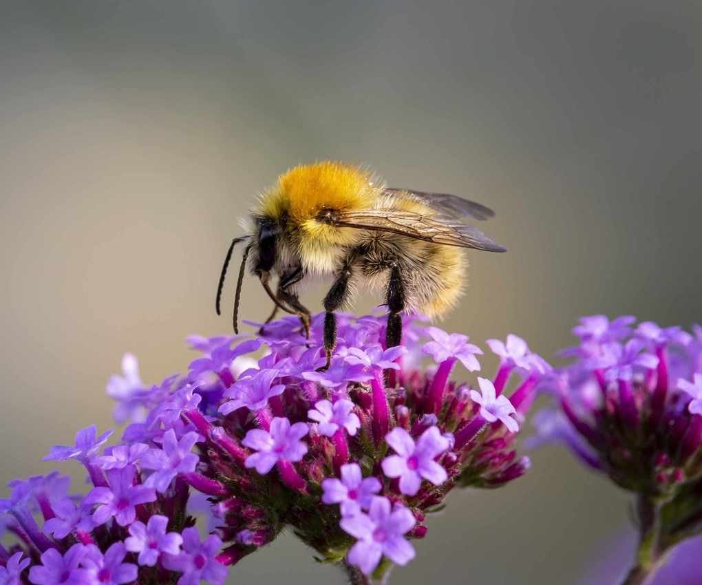 Verbena flower in purple with bee