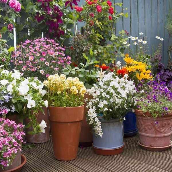 Container plants for pollinators