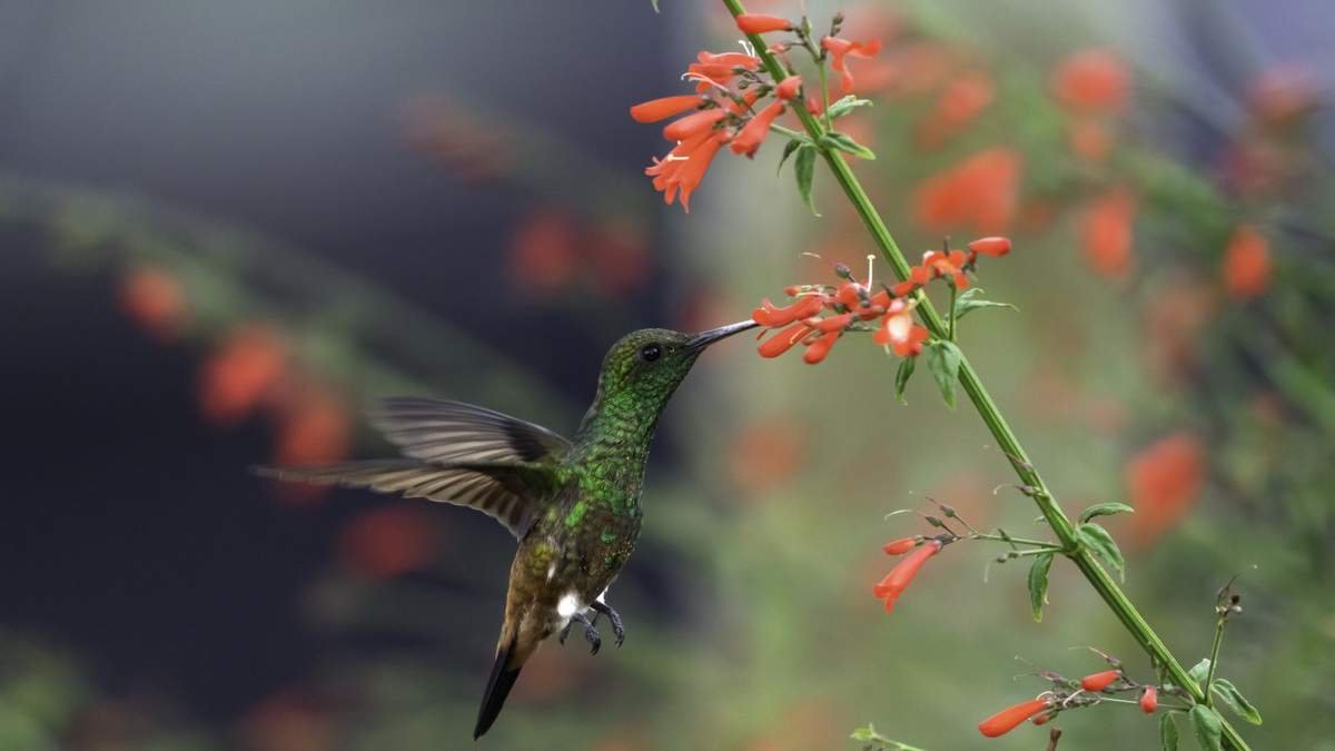 5 Native Spring Flowers That Attract Hummingbirds, Butterflies, and Bees