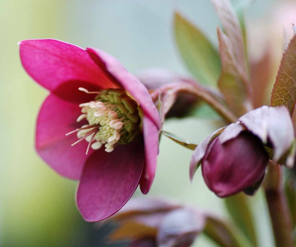 Close up shot of purple hellebore flower
