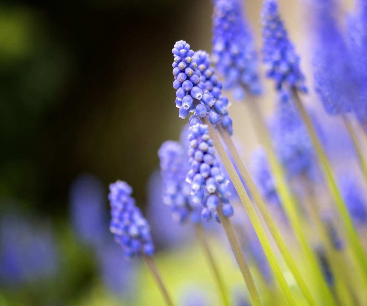 Blue grape hyacinth blooms