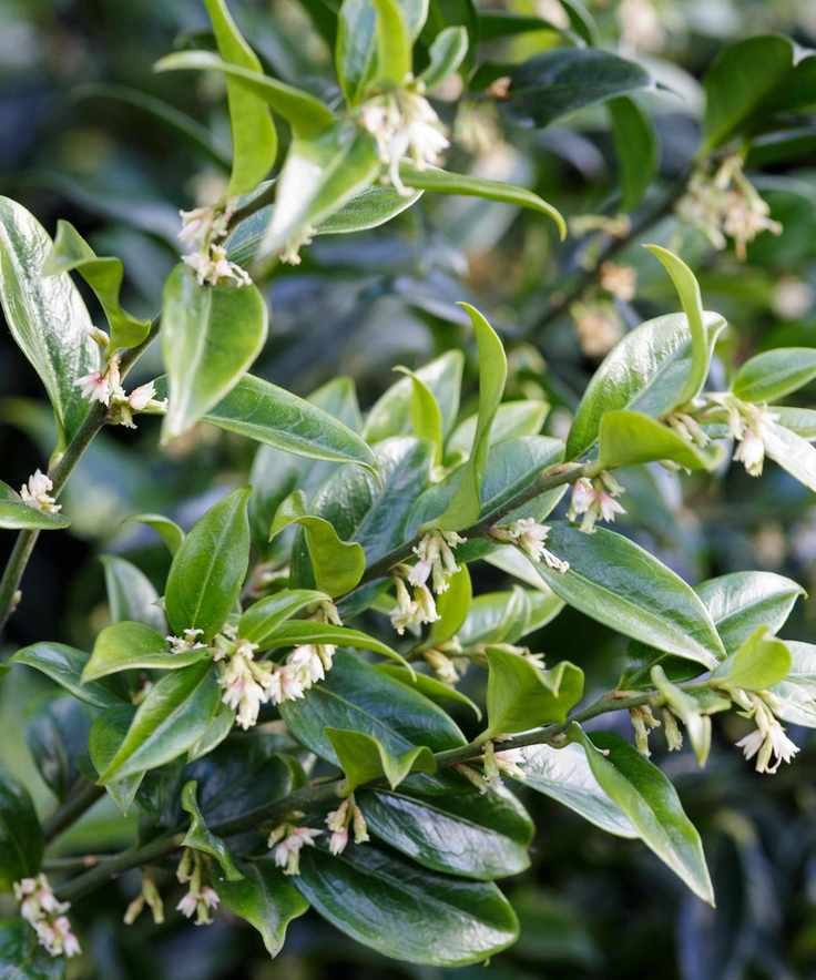Sarcococca confusa, or sweet box