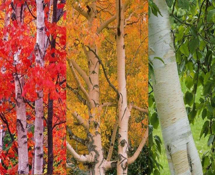 White Bark Trees: 10 Stunning Varieties for Visual Impact