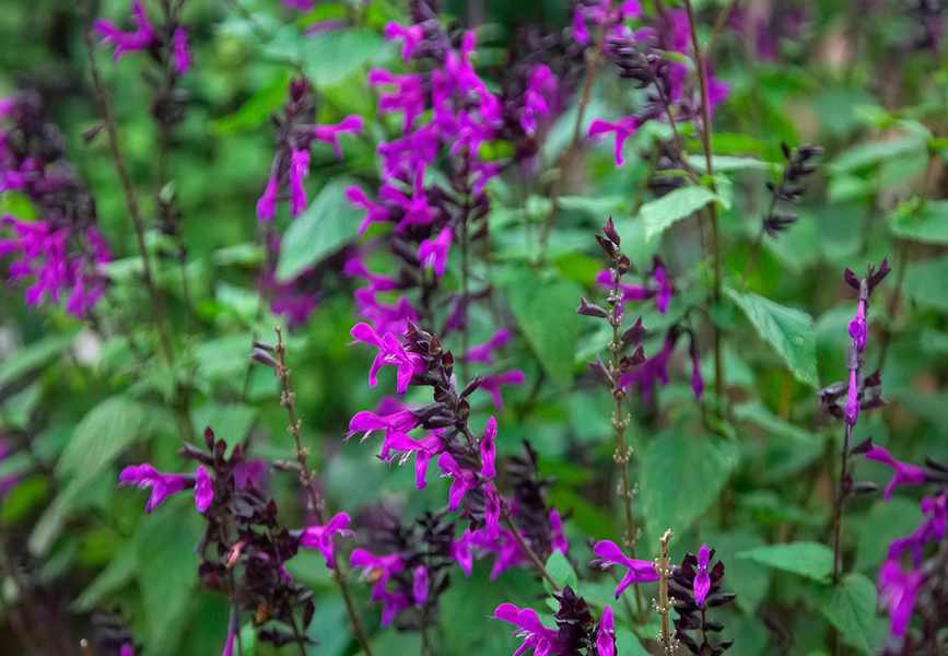 Explore 16 Stunning Salvia Varieties for Colorful Gardens