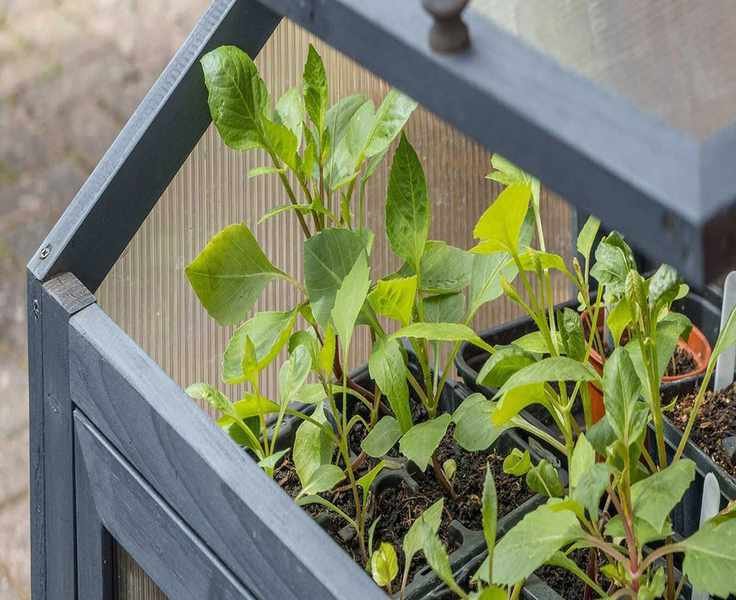 Tips for Hardening Off Seedlings to Prepare for Outdoor Growth
