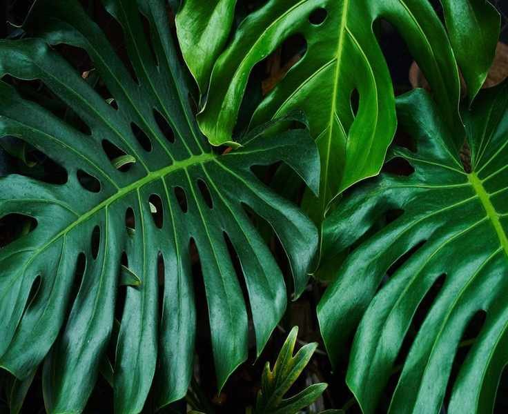 Optimize Your Monstera Placement to Attract Wealth and Positive Energy