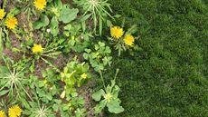 dandelions growing next to lawn
