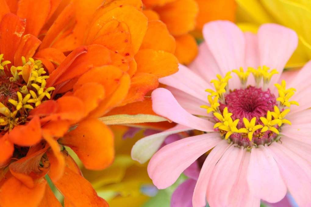 how to grow zinnias-andy-makely-unsplash