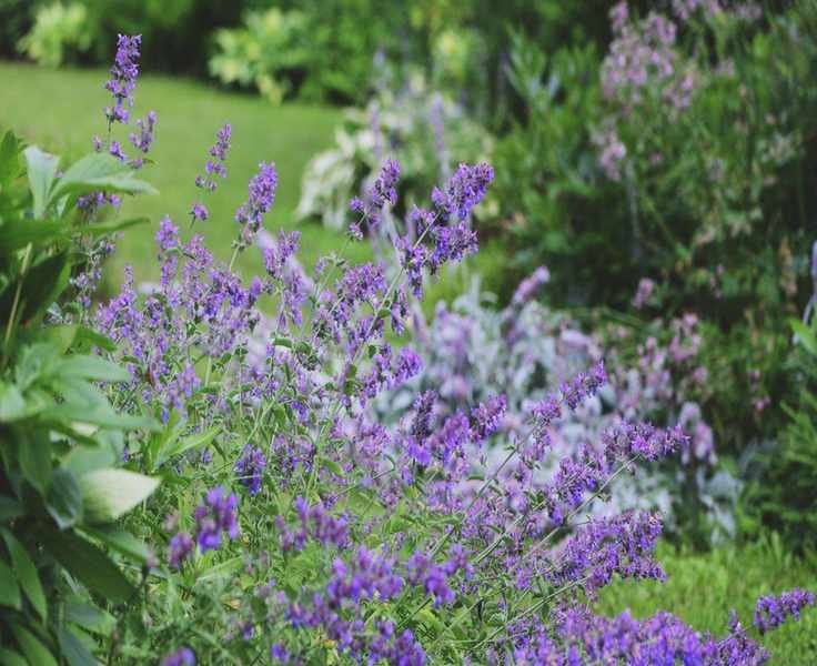 Expert Tips for Growing Catmint: Best Locations for Vibrant Blooms