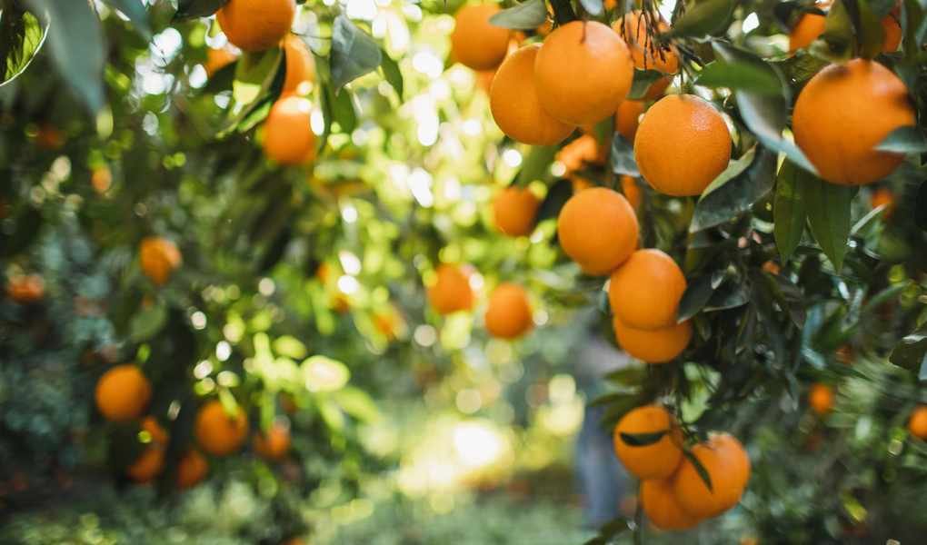 Essential Tips for Watering Citrus Trees to Maximize Growth